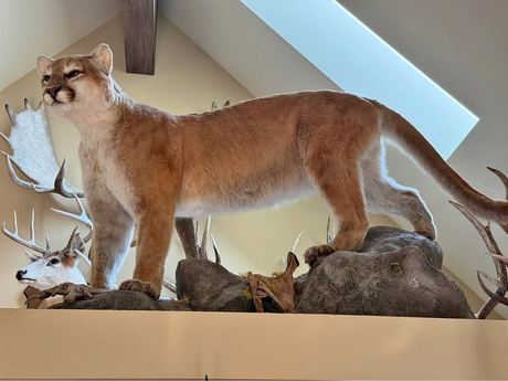 Mascot. Trophy cougar