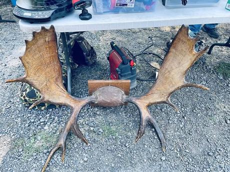 Mounted Moose Antlers